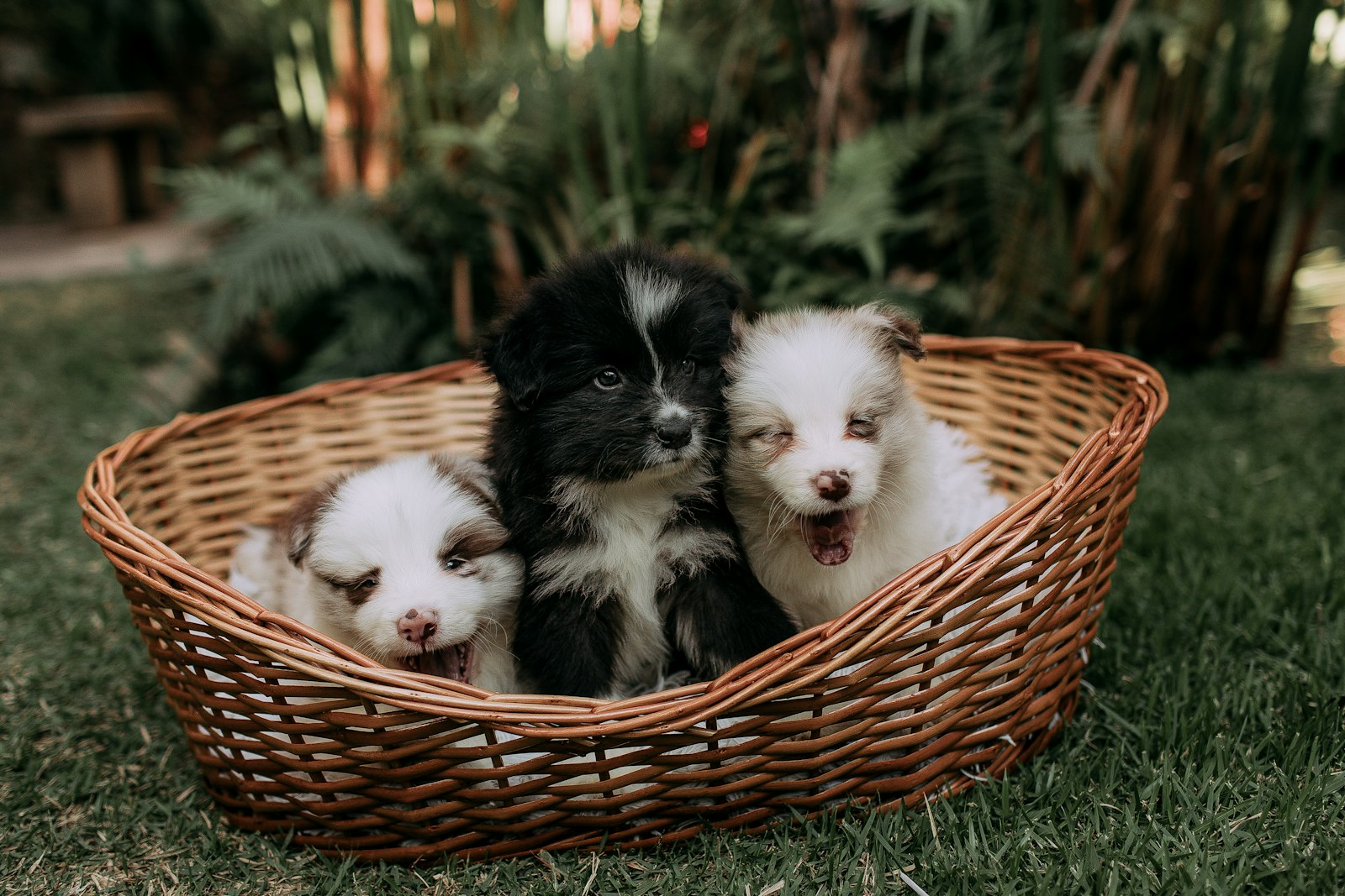 Dog Boarding in Cupertino: Puppy Age Requirements and What to Expect